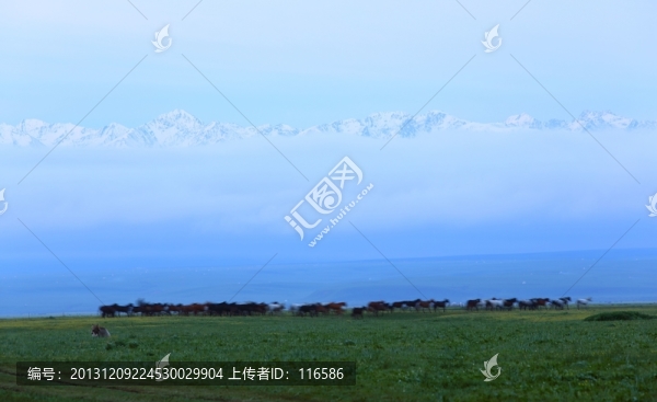 伊犁馬