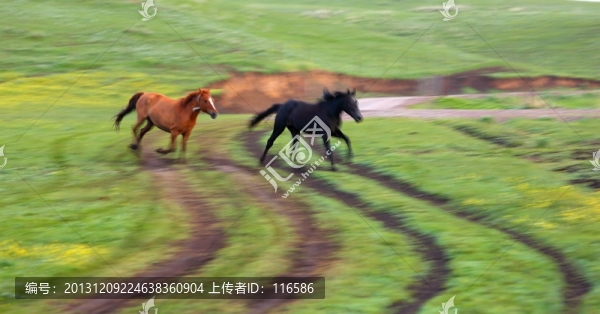 馬