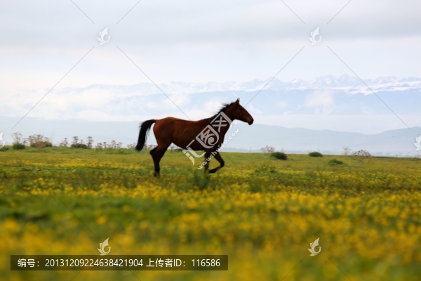 伊犁馬