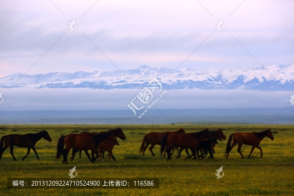 馬