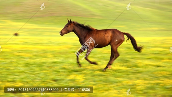 伊犁馬