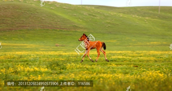 馬兒