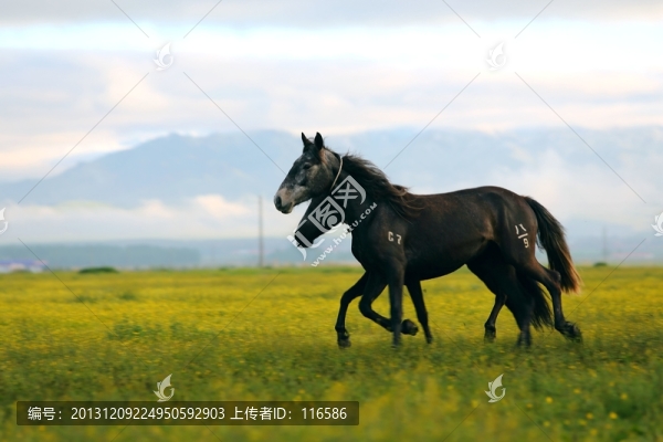 馬
