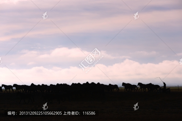 伊犁馬
