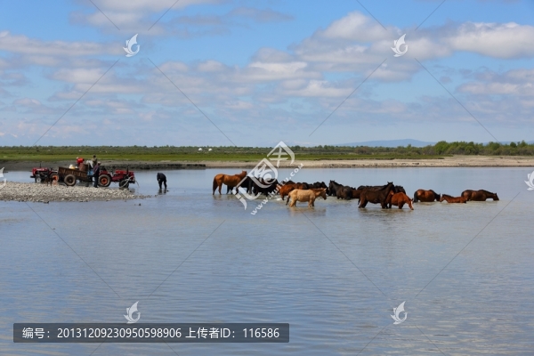 馬