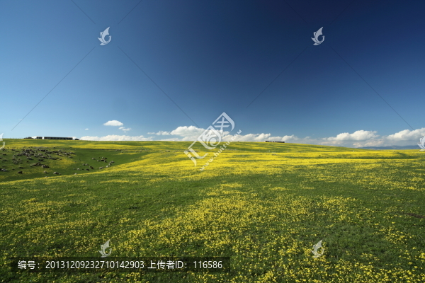 草原春天