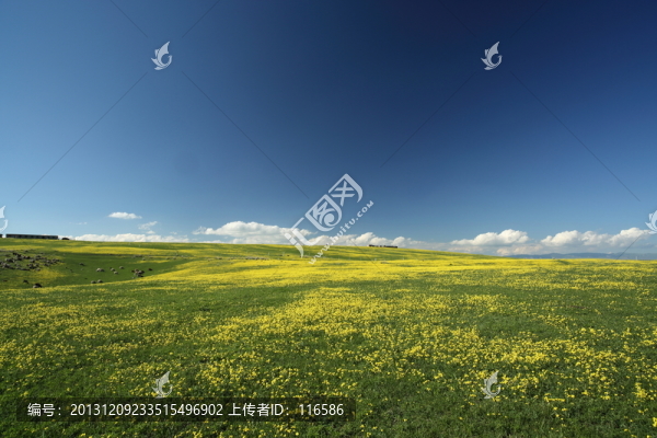 草原春天