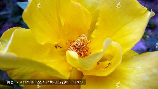 月季花