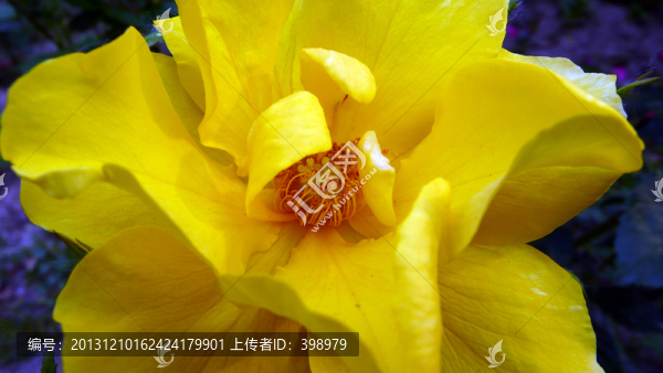 月季花