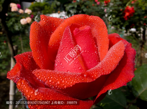 月季花