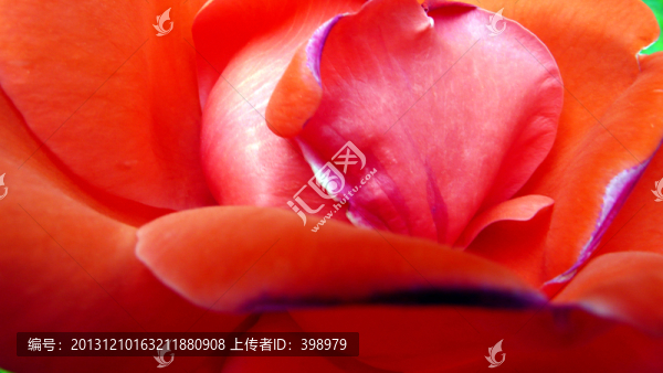 月季花