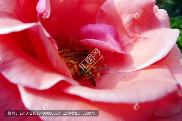 月季花