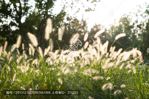 狗尾草