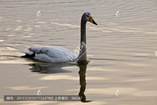 平陸天鵝