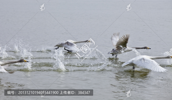 平陸天鵝