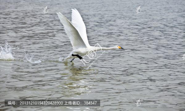 平陸天鵝
