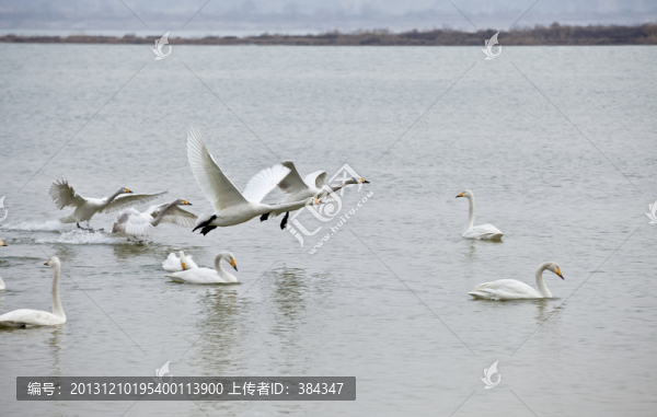 平陸天鵝