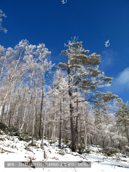 林海雪原