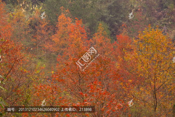 紅楓林
