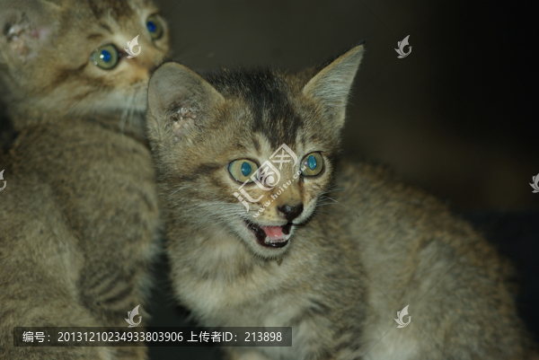 小貓