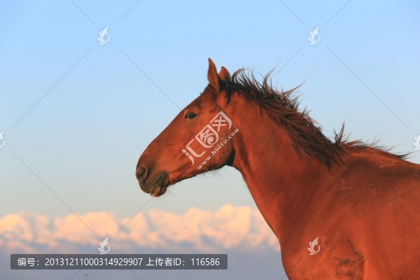 馬