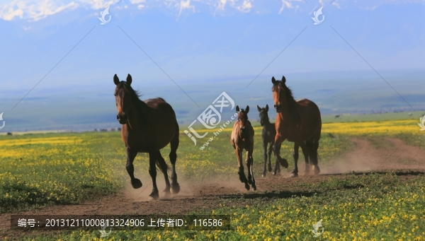 馬