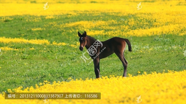 馬崽子
