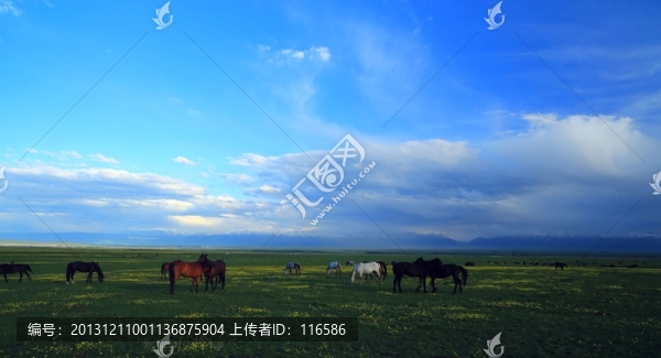 馬