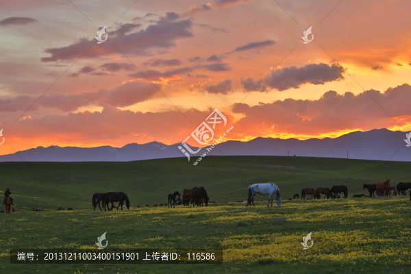 馬