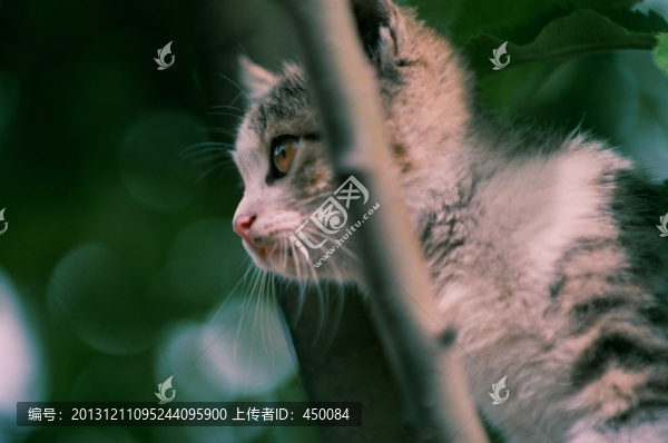 動物寵物,小貓咪咪