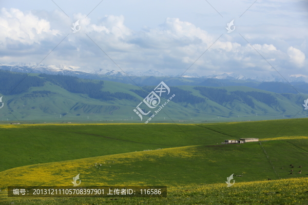 山花爛漫