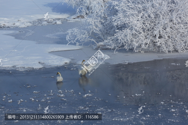 天鵝