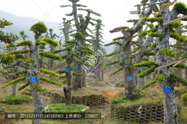 大樹移植,苗木,苗圃,榆樹