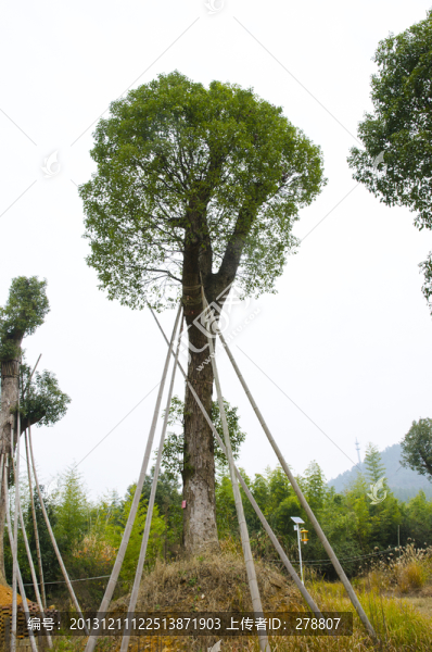 苗圃,大樹移植,樟樹