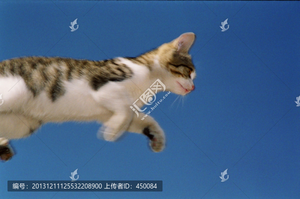 動物寵物,小貓咪咪,勇敢跳躍
