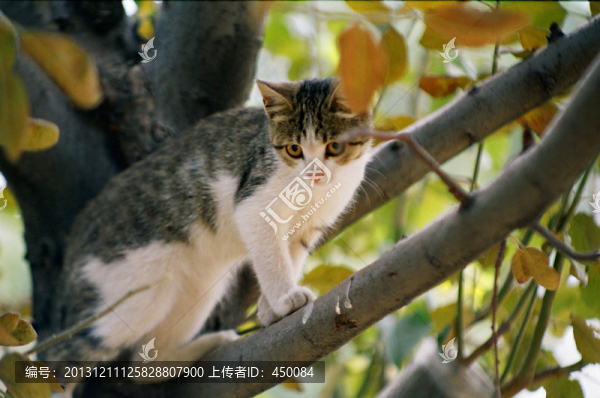 動物寵物,小貓咪咪,小貓上樹