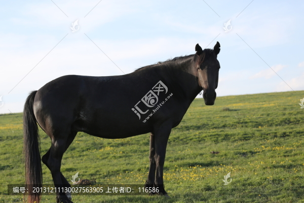 馬