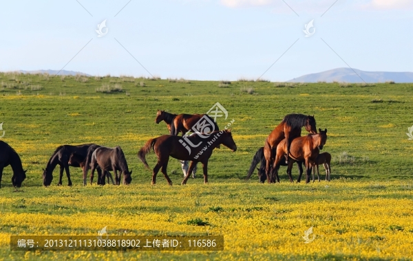 伊犁種馬