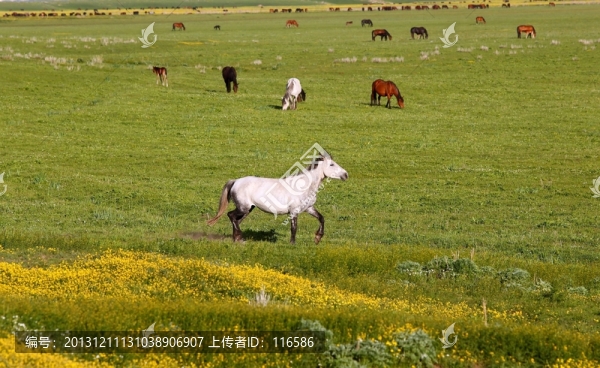 馬