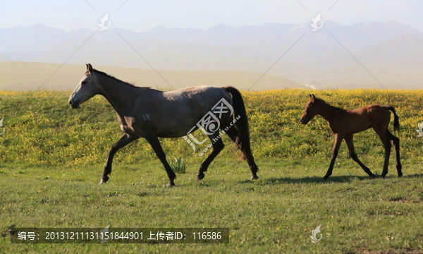 馬