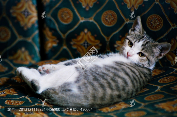 小貓咪咪,動物寵物