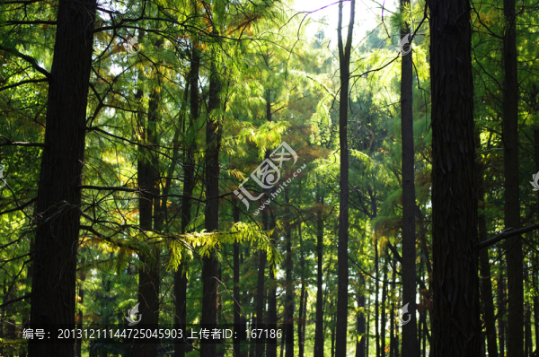 樹林