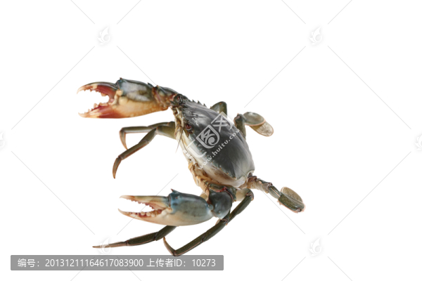 戰(zhàn)斗中的蟹