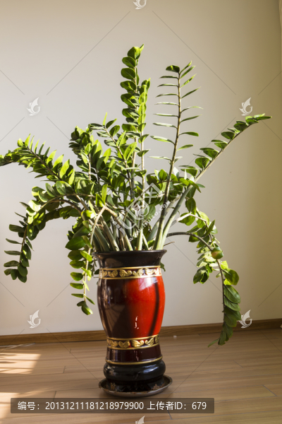 花盆,盆景
