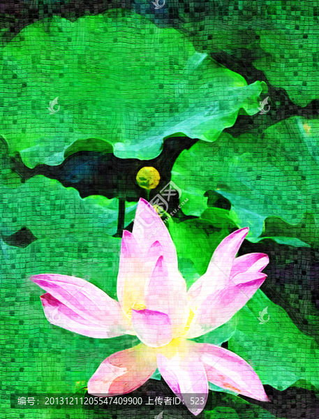 荷花