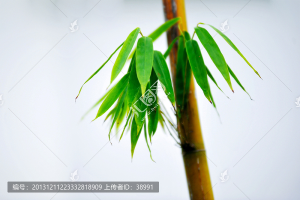 竹