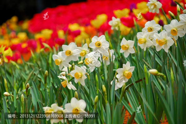 水仙花