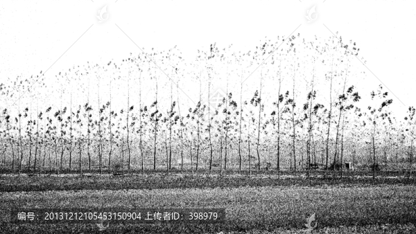 冬日樹林