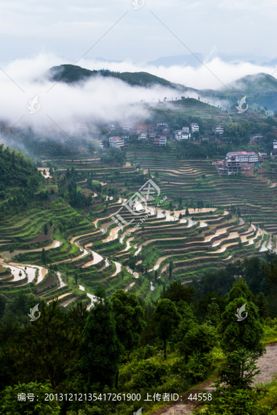 山,云霧,梯田