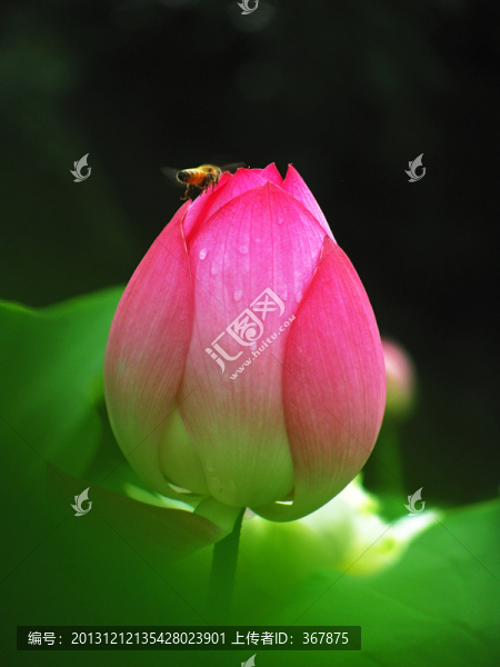 荷花